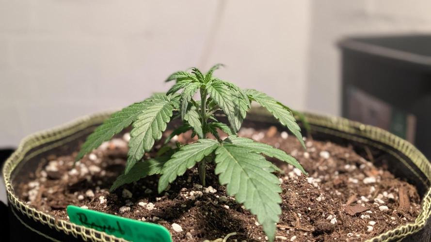 Gorilla Z - 12.25. Week 1 - Macht mich nicht fertig, die Lady ist gerade wach geworden...