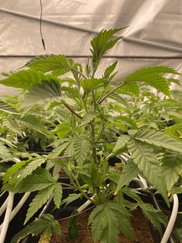 Trop.Cherry / califorweed420. Week 1 - Semana 1 de transplante 