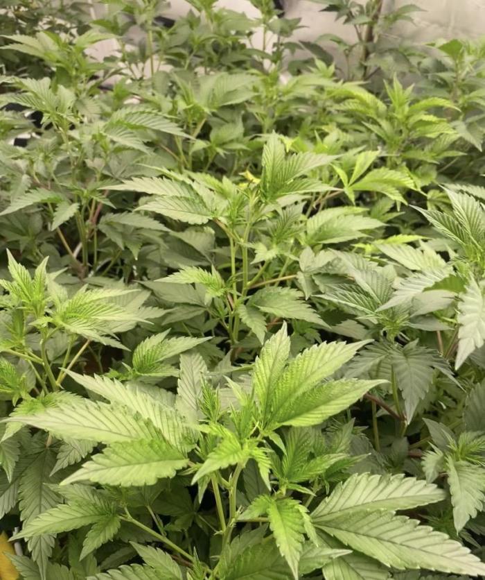 Trop.Cherry / califorweed420. Week 2 - Week2