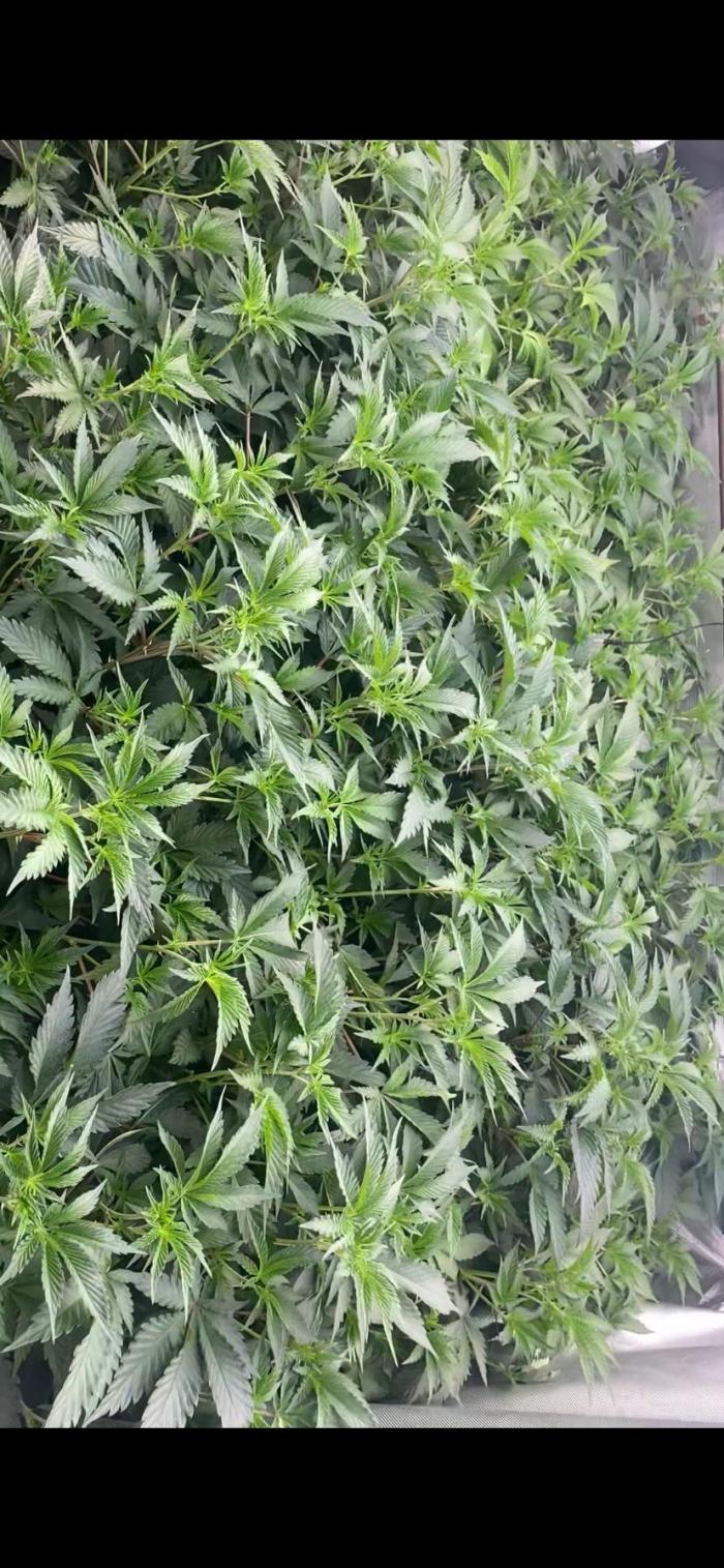 Trop.Cherry / califorweed420. Week 4 - Semana 4 