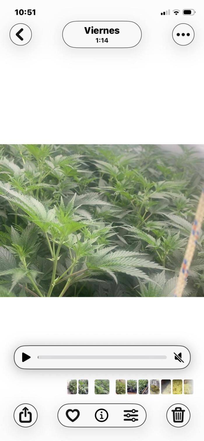 Trop.Cherry / califorweed420. Week 5 - Veg 5