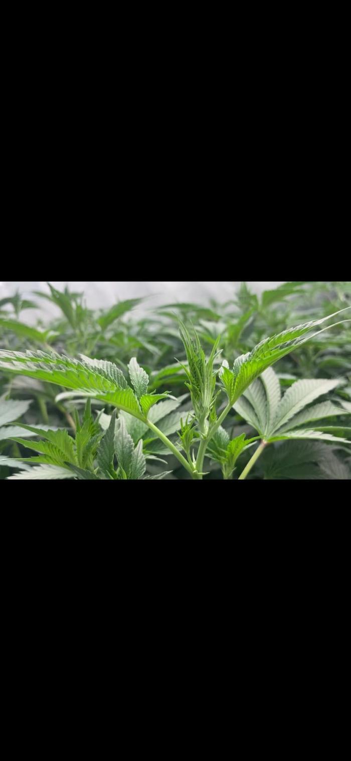 Trop.Cherry / califorweed420. Week 6 - Week 1 flowering 