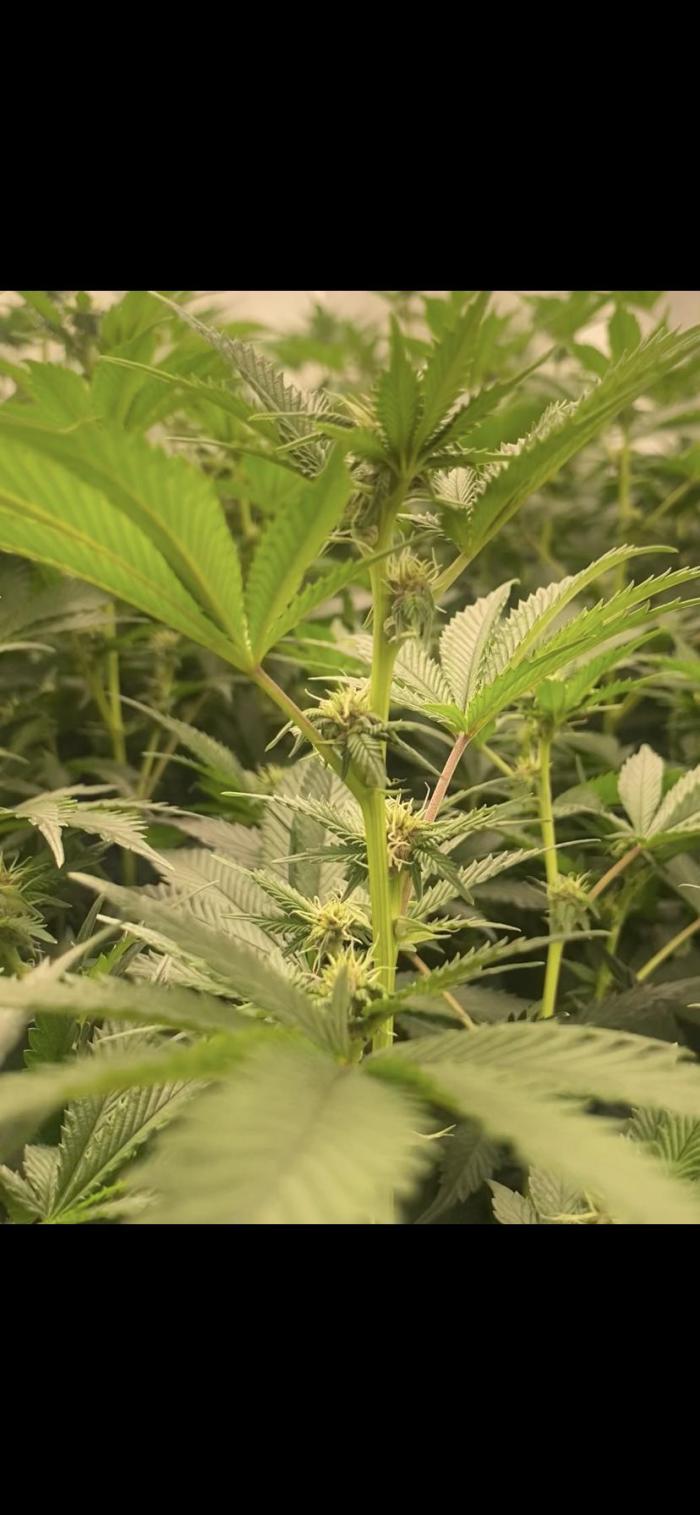 Trop.Cherry / califorweed420. Week 7 - Week 2 