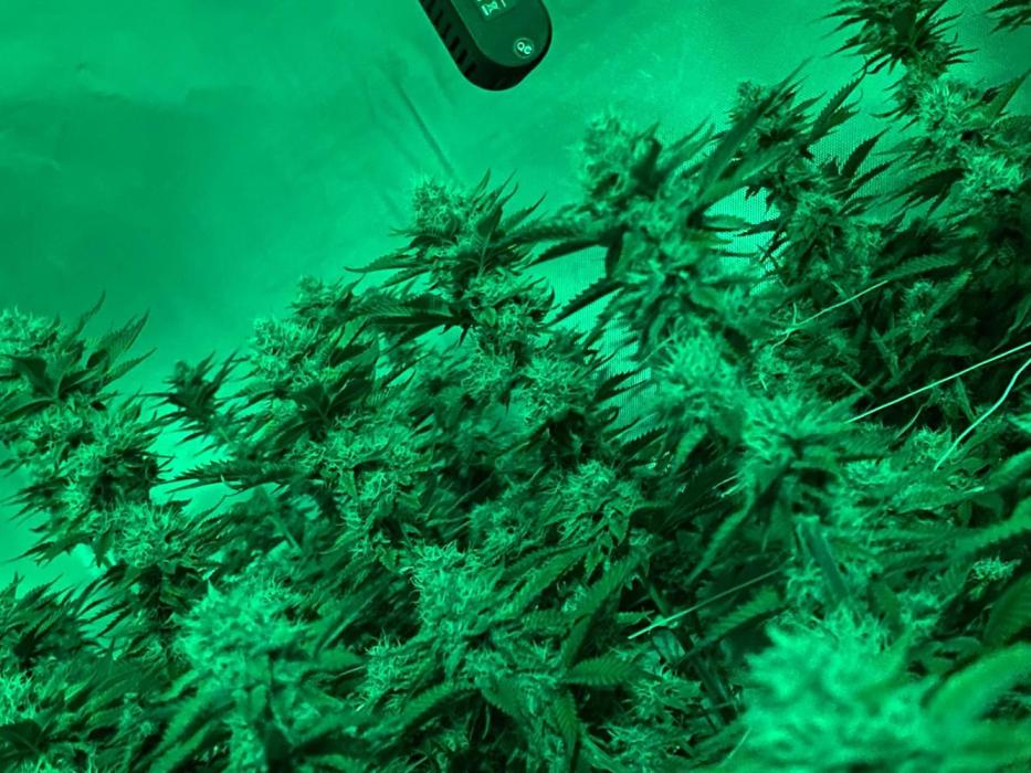 Trop.Cherry / califorweed420. Week 9 - Week 4 bloom
Stage vegetative 