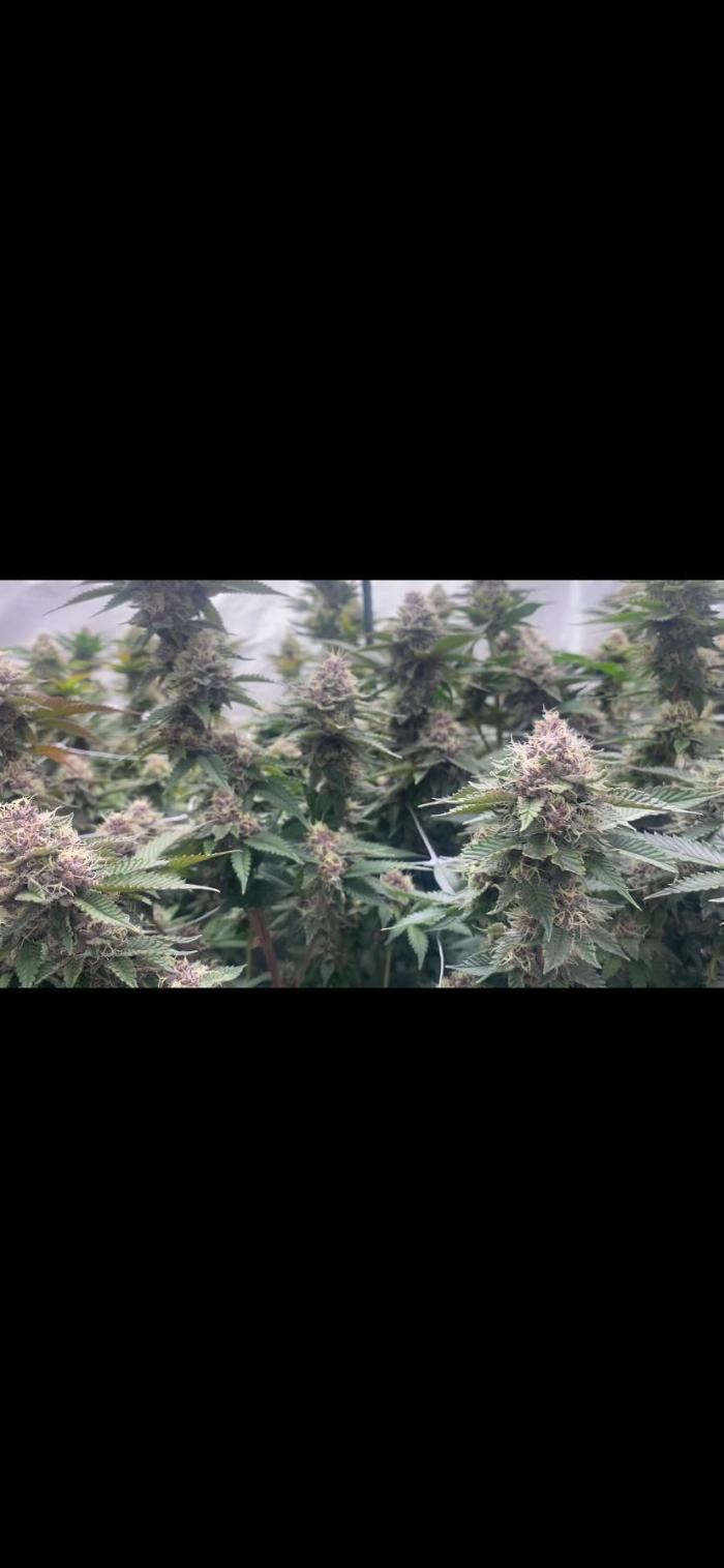 Trop.Cherry / califorweed420. Week 10 - Week 5
some calcium and magnesium deficiency