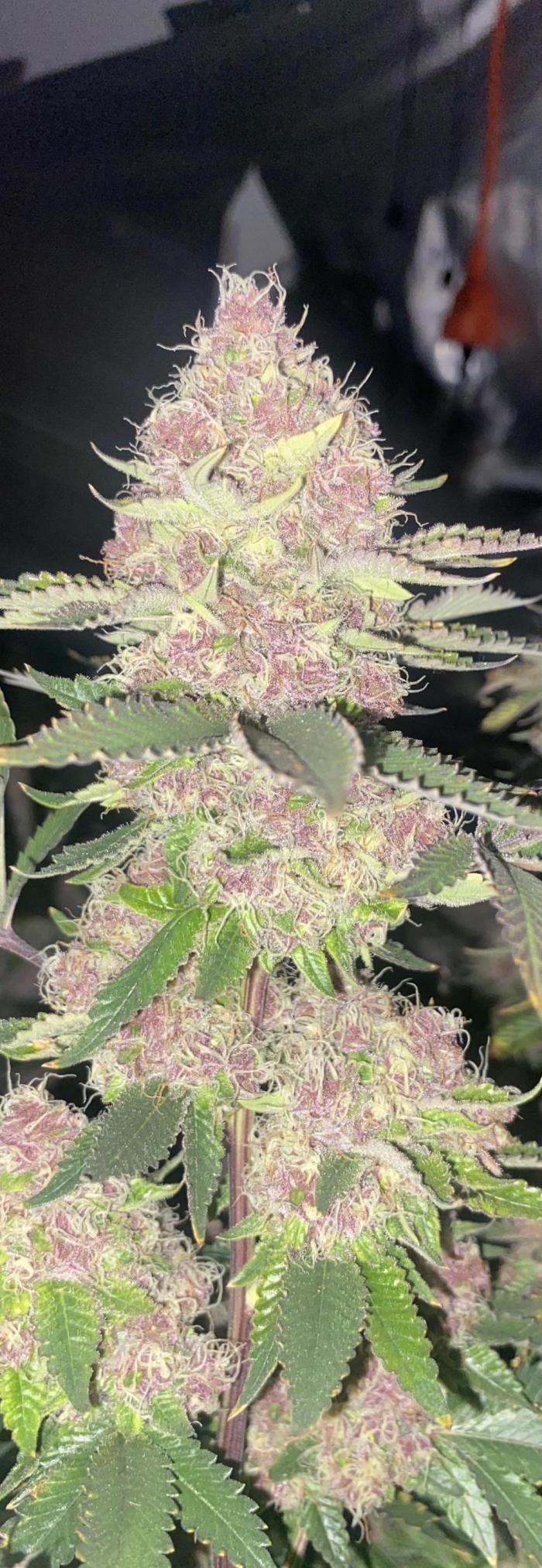 Trop.Cherry / califorweed420. Week 11 - Week 6