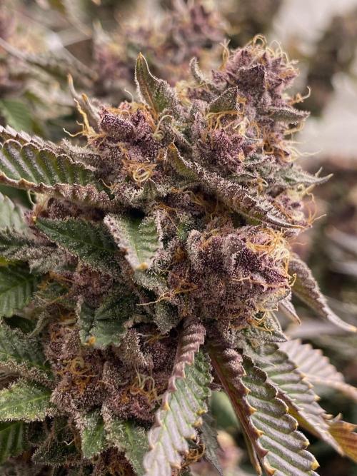 Trop.Cherry / califorweed420. Week 12