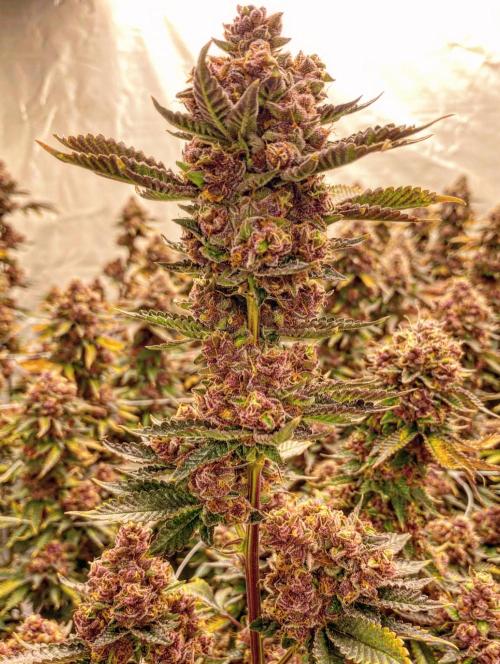 Trop.Cherry / califorweed420. Week 12