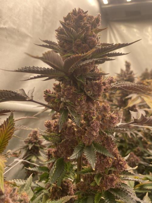 Trop.Cherry / califorweed420. Week 13