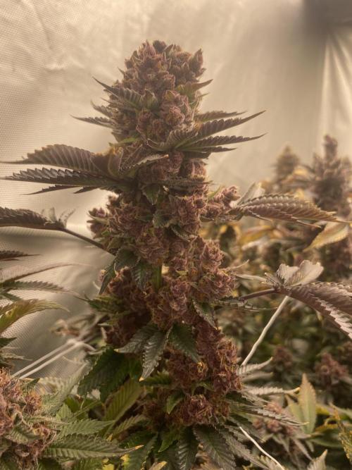 Trop.Cherry / califorweed420. Week 13
