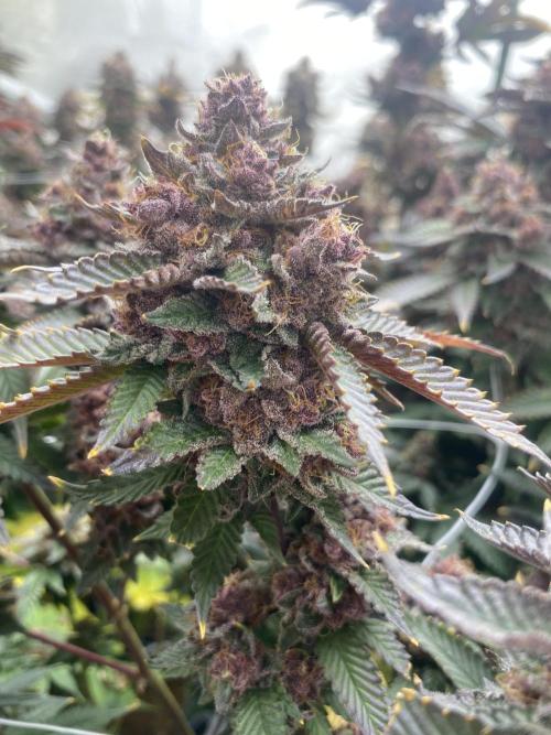 Tropicana Cherry. Week 13
