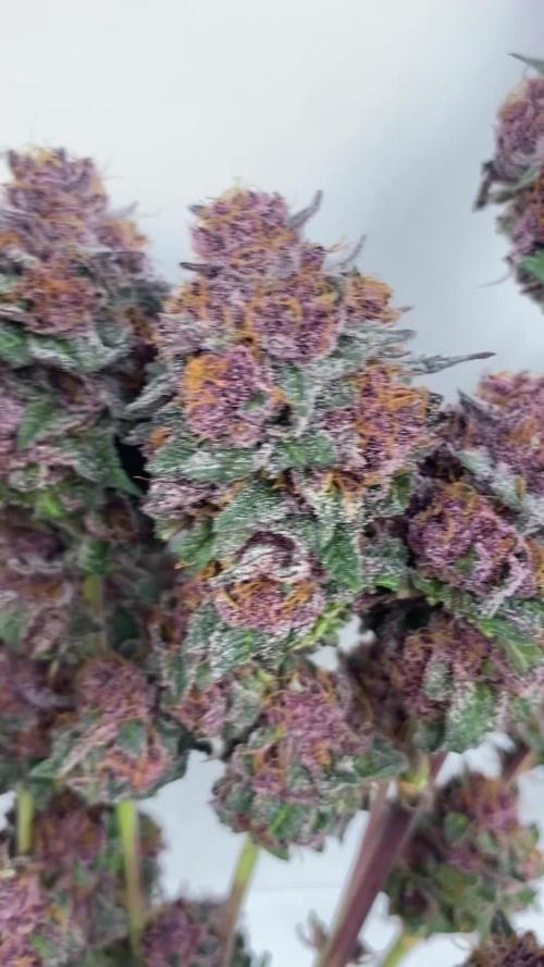 Trop.Cherry / califorweed420