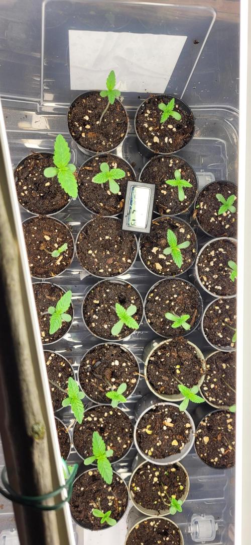 Terps_Germany. Week 0 - Keimung hat 5 Tage gedauert. Direkt in Erde gekeimt. 