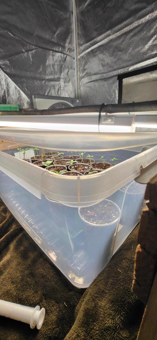 Terps_Germany. Week 0