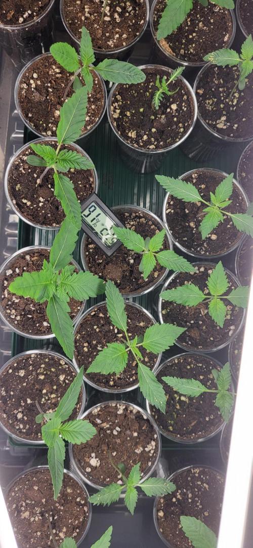 Terps_Germany. Week 0