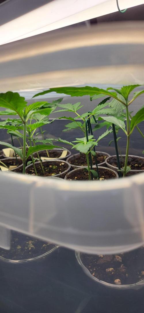 Terps_Germany. Week 0