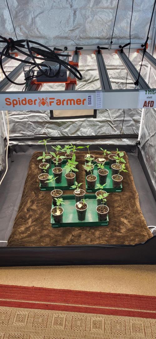 Terps_Germany. Week 0