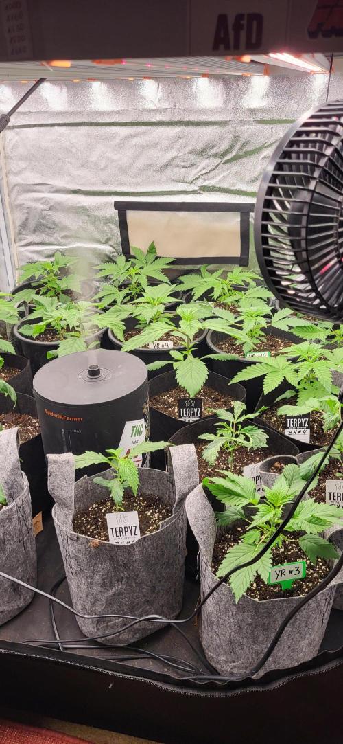 Terps_Germany. Week 3