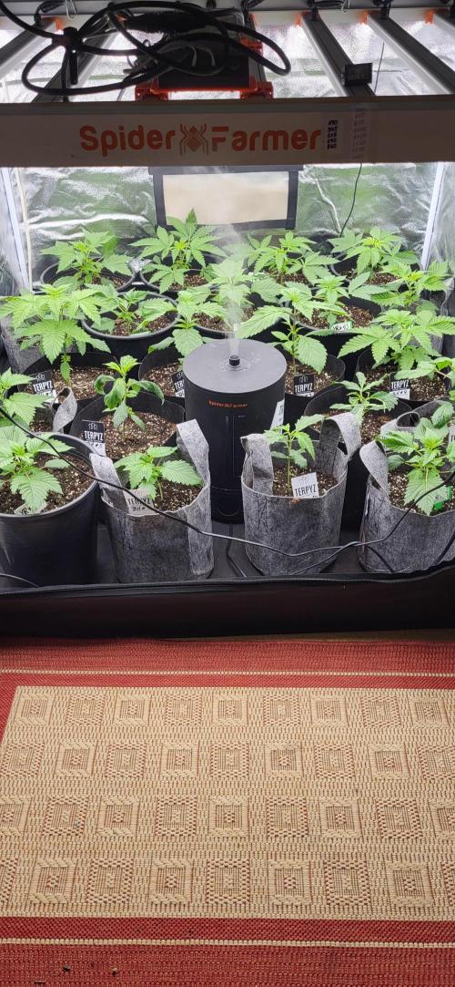 Terps_Germany. Week 3