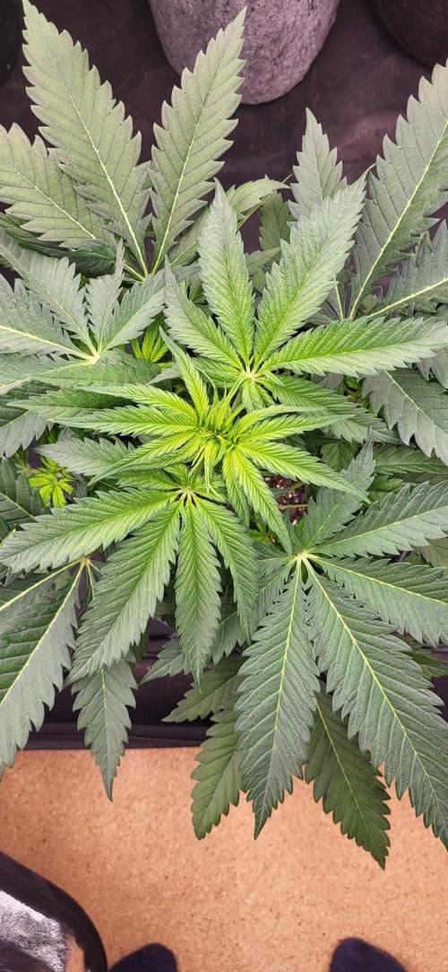 Terps_Germany. Week 3