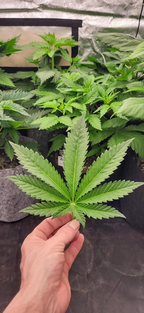 Terps_Germany. Week 3