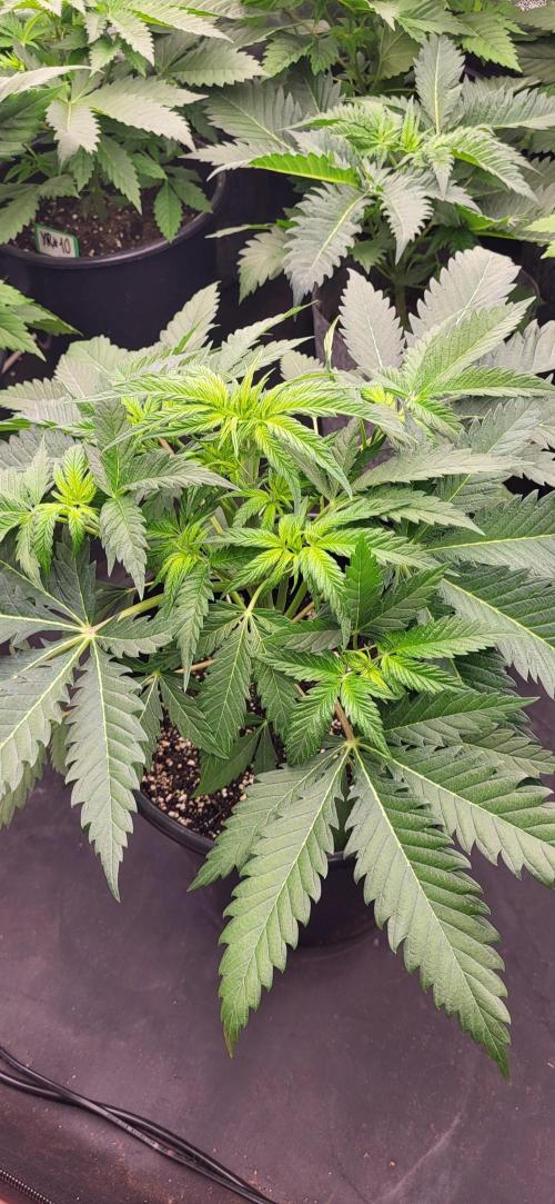 Terps_Germany. Week 3