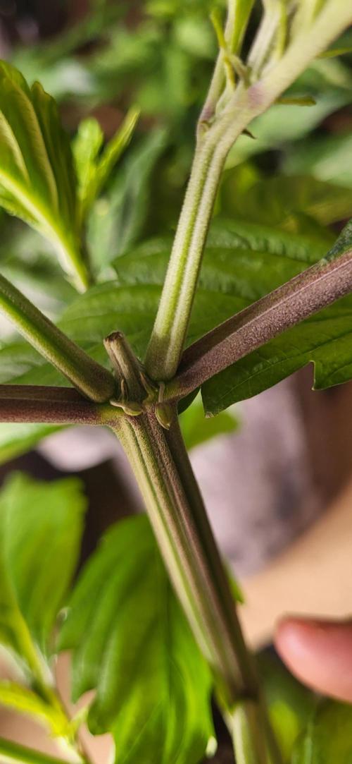 Terps_Germany. Week 10