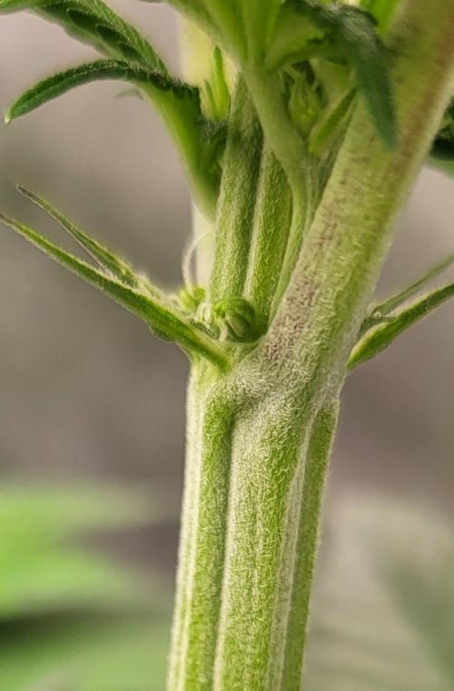 Terps_Germany. Week 10