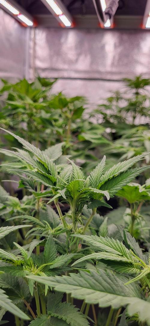 Terps_Germany. Week 10