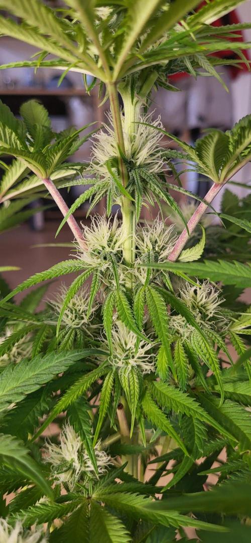 Terps_Germany. Week 10