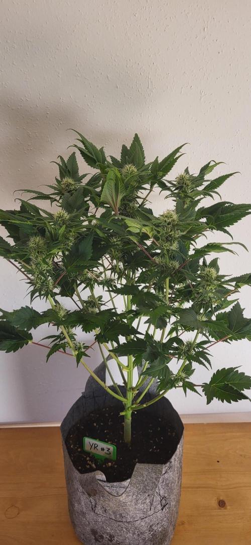 Terps_Germany. Week 10