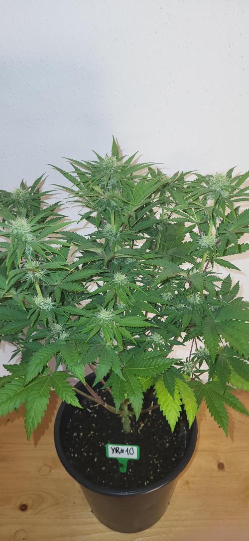 Terps_Germany. Week 10