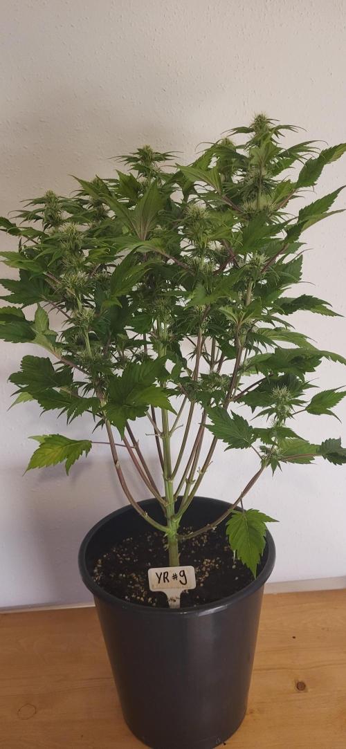 Terps_Germany. Week 10