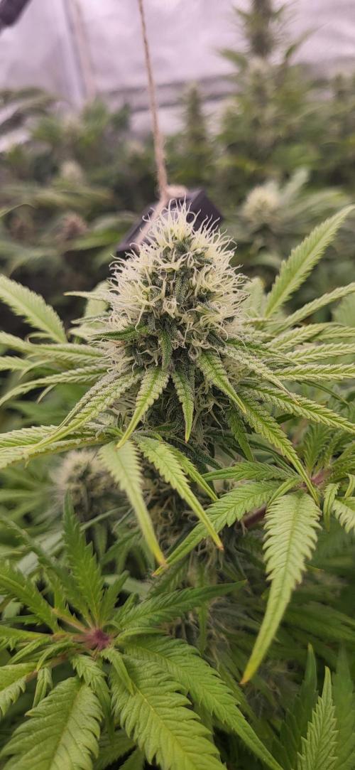 Terps_Germany. Week 10