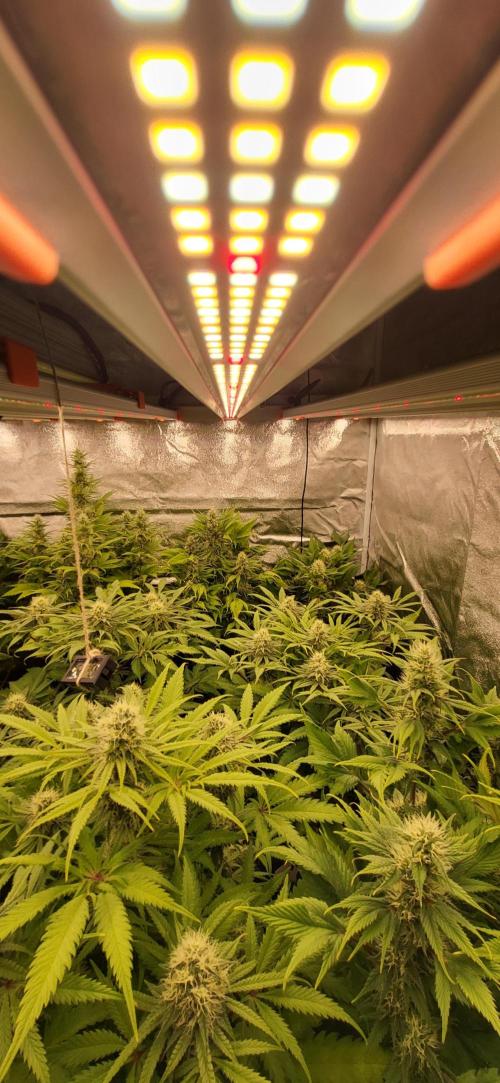 Terps_Germany. Week 10