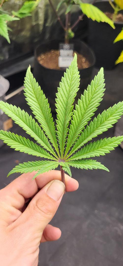 Terps_Germany. Week 10