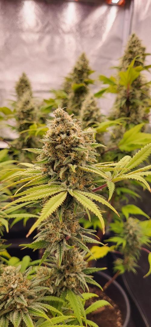 Terps_Germany. Week 10