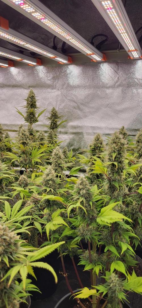 Terps_Germany. Week 10