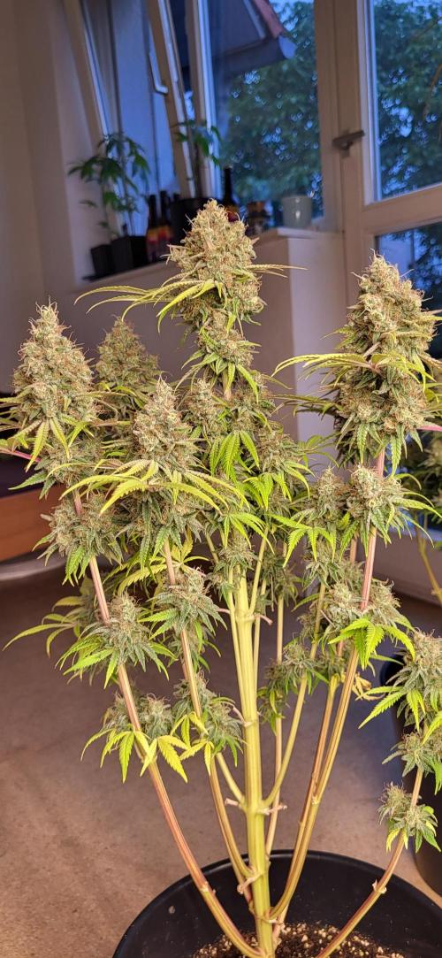 Terps_Germany. Week 10