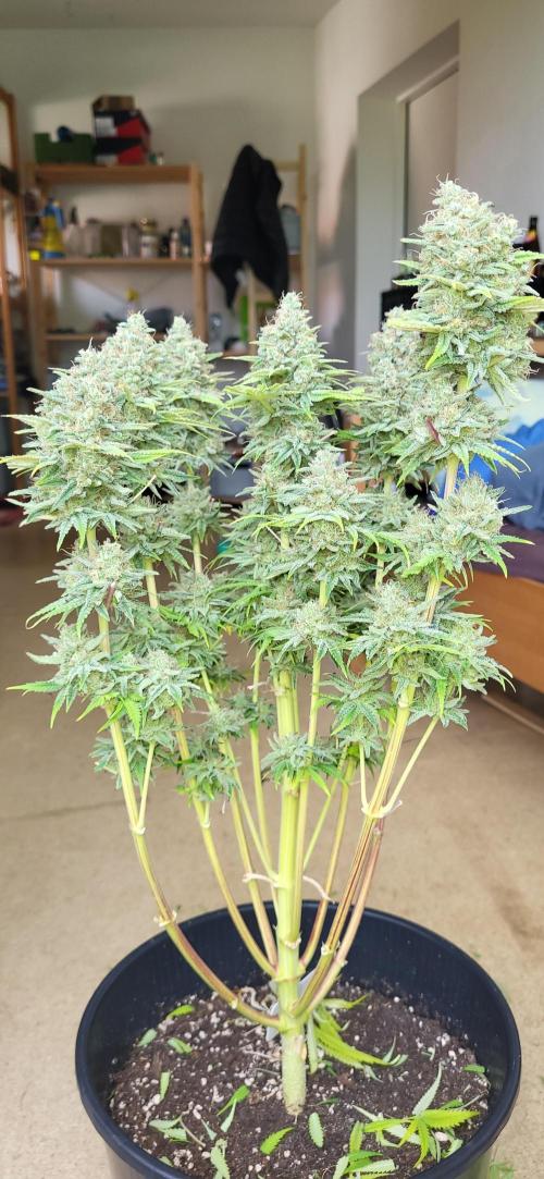 Terps_Germany. Week 10