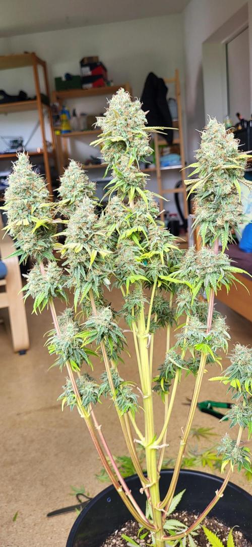 Terps_Germany. Week 10