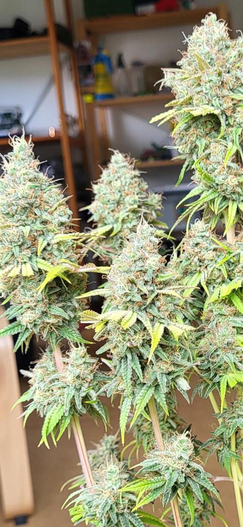 Terps_Germany. Week 10