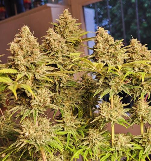 Terps_Germany. Week 10