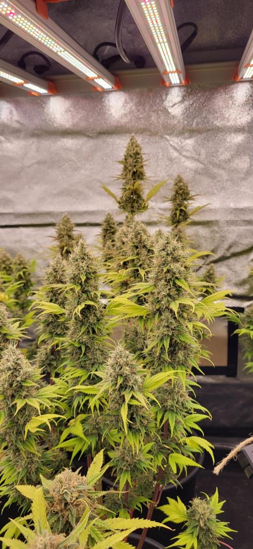 Terps_Germany. Week 10