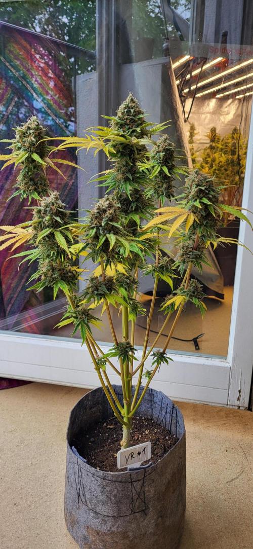 Terps_Germany. Week 10