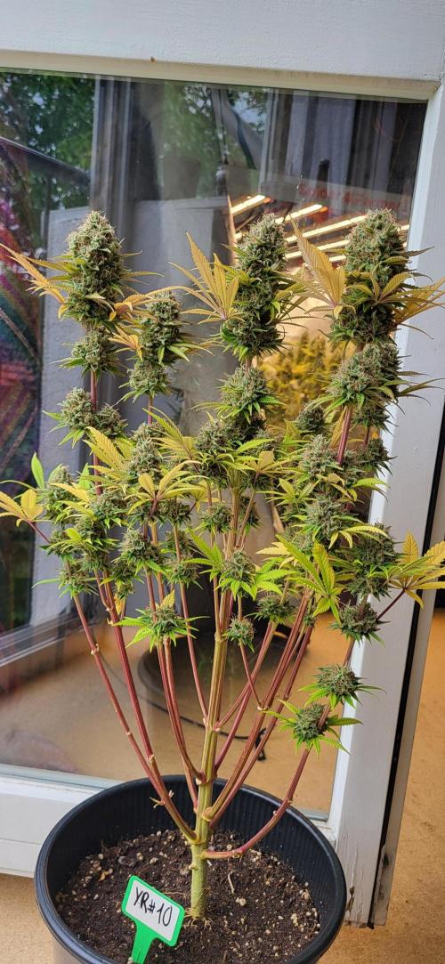 Terps_Germany. Week 10