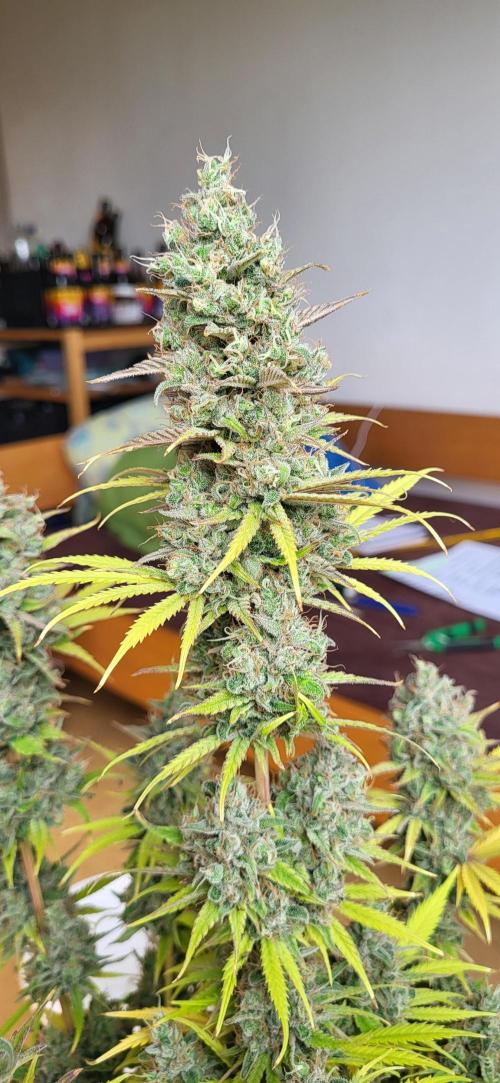 Terps_Germany. Week 10