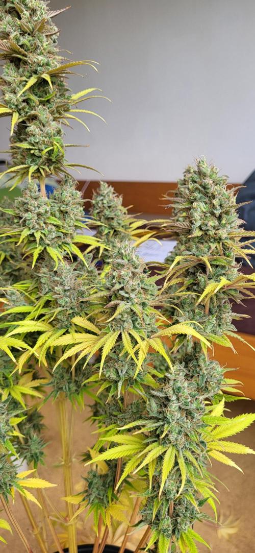 Terps_Germany. Week 10