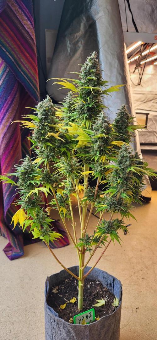 Terps_Germany. Week 10