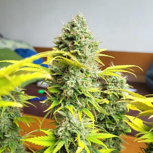 Terps_Germany. Week 10